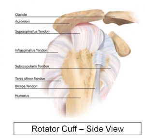 Rotator Cuff View