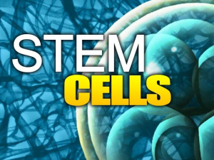 stem cells