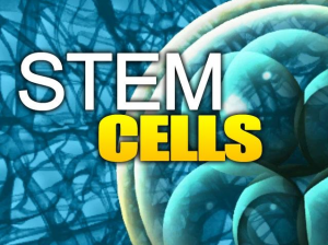 stem-cells-300x224